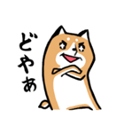 元気な柴ワン（個別スタンプ：2）