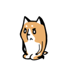 元気な柴ワン（個別スタンプ：11）