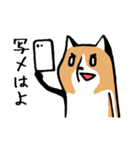 元気な柴ワン（個別スタンプ：16）
