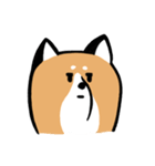 元気な柴ワン（個別スタンプ：20）
