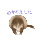フェレットすたんぷ（個別スタンプ：7）