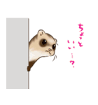 フェレットすたんぷ（個別スタンプ：20）