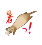 フェレットすたんぷ（個別スタンプ：33）