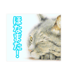 関西弁リアル猫（個別スタンプ：12）