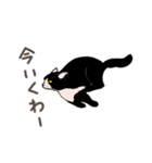 大学猫の関西弁（個別スタンプ：10）