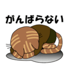 めがねdeネコ（個別スタンプ：19）