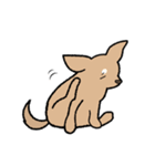 チワワ（犬）スタンプ（個別スタンプ：5）