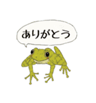 リアルカエル（個別スタンプ：17）