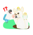 インコとフレンチブルドッグ（個別スタンプ：36）