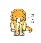 忠犬わんこスタンプ（個別スタンプ：30）