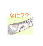 キジトラにゃんこ（個別スタンプ：9）