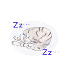 キジトラにゃんこ（個別スタンプ：32）