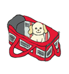 Toy poodle Waffle - real life（個別スタンプ：18）