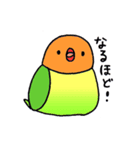 いろいろインコ（個別スタンプ：40）
