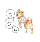柴犬のここが好き3（個別スタンプ：2）