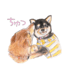 柴犬のここが好き3（個別スタンプ：7）