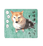 柴犬のここが好き3（個別スタンプ：14）