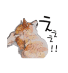 柴犬のここが好き3（個別スタンプ：26）