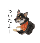 柴犬のここが好き3（個別スタンプ：38）