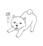 しろ柴犬の子犬（個別スタンプ：7）