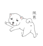 しろ柴犬の子犬（個別スタンプ：26）