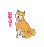 柴犬ちゅばるん（個別スタンプ：37）