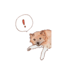 癒しのコロちゃん（個別スタンプ：8）