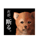 豆柴わんこ（個別スタンプ：40）