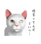 にゃんだか憎めにゃい奴。1 白猫（個別スタンプ：11）