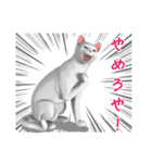 にゃんだか憎めにゃい奴。1 白猫（個別スタンプ：19）