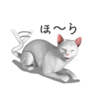 にゃんだか憎めにゃい奴。1 白猫（個別スタンプ：31）