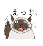 日常で使える、基本の猫スタンプ（個別スタンプ：24）