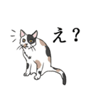 日常で使える、基本の猫スタンプ（個別スタンプ：32）