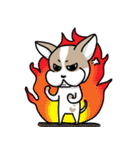 BIRKIN the Chihuahua（個別スタンプ：9）