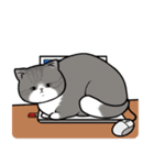 デブ猫3兄弟（個別スタンプ：6）