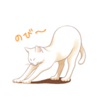 ほんわか猫スタンプ（個別スタンプ：13）