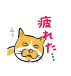 にゃんたまさん（個別スタンプ：14）