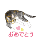 ねこのみるくちゃん（個別スタンプ：13）