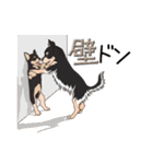 チワワのCOCOとLOUIS（個別スタンプ：37）