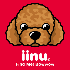 [LINEスタンプ] iinu トイプードル fetchpriority=high
