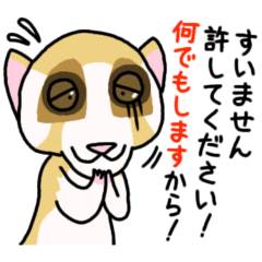 [LINEスタンプ] 許してください！何でもしますから！ 
