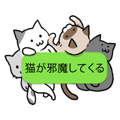 [LINEスタンプ] 会話を邪魔する猫 