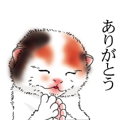 [LINEスタンプ] ちょいリアルにゃんこ★猫好きさんへ 