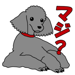 [LINEスタンプ] うちのこかわいい - トイプードルver