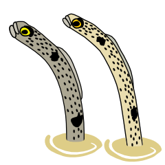 [LINEスタンプ] チンアナゴーズ