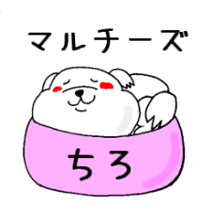 [LINEスタンプ] マルチーズ「ちろ」の日常 