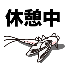 [LINEスタンプ] カゲロウの毎日（メイフライ） 