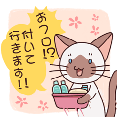 [LINEスタンプ] かまってシャムちゃんの付きまとい編