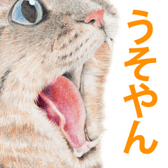 [LINEスタンプ] 関西弁リアル猫 