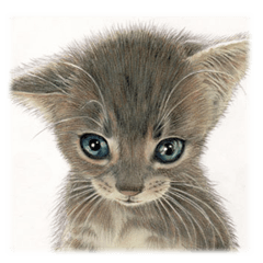 [LINEスタンプ] ニャンコと可愛い仲間たち fetchpriority=high